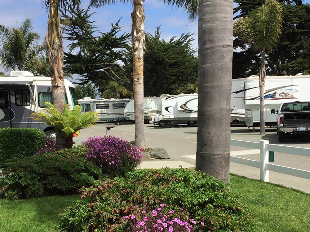 RVs and trailers parked at RV park at PISMO COAST VILLAGE RV RESORT