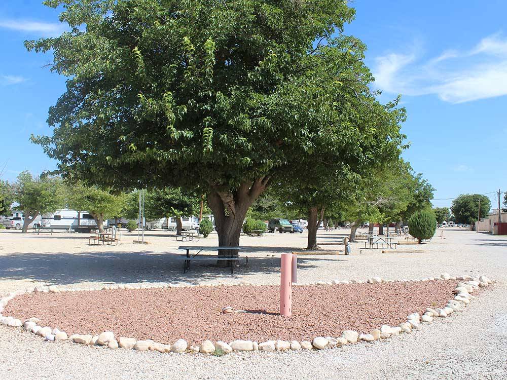 Large trees next to the gravel sites at CARLSBAD RV PARK & CAMPGROUND