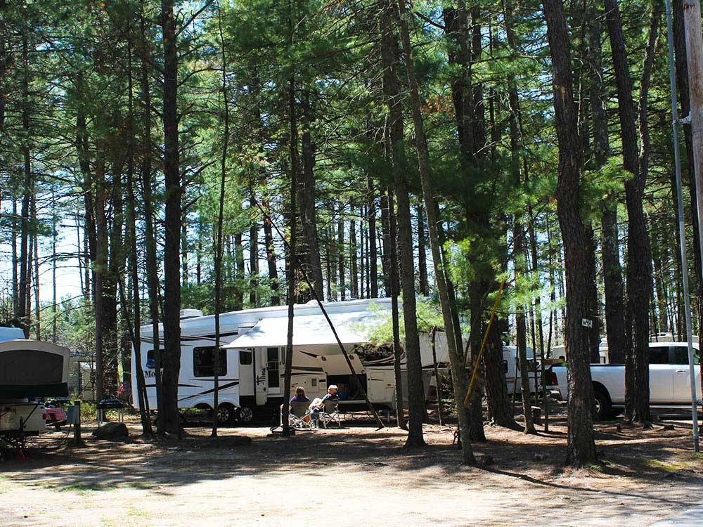 RVs nestled among tall trees at PINE ACRES RESORT