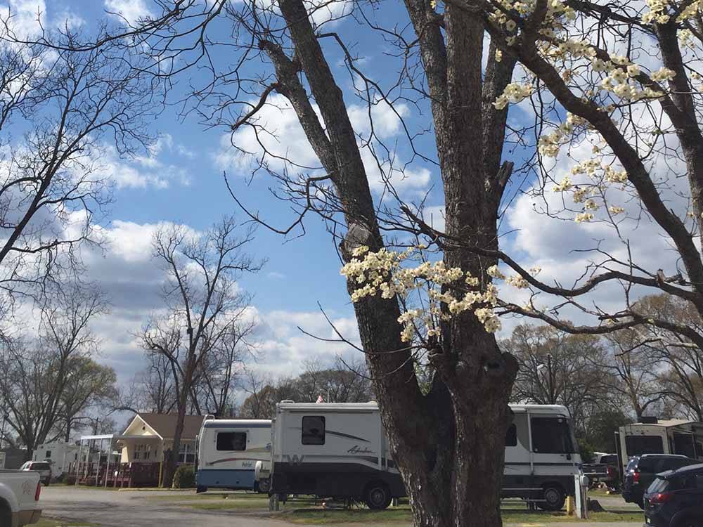 A large tree by a RV site at CROSSROADS TRAVEL PARK
