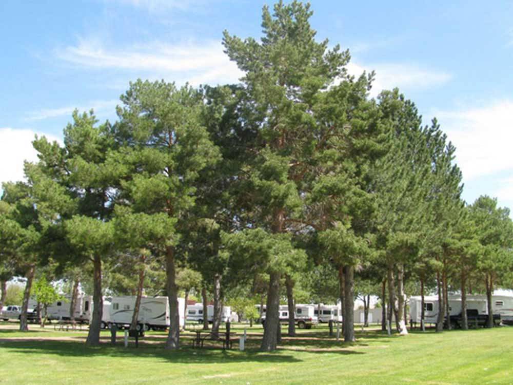 RV sites with tall pine trees and grass at ANDERSON CAMP