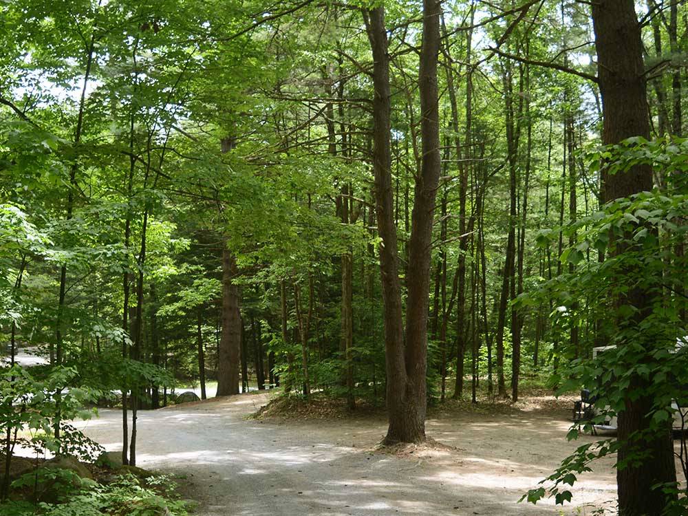 Tree-lined paths to campsites at LAKE GEORGE CAMPING VILLAGE