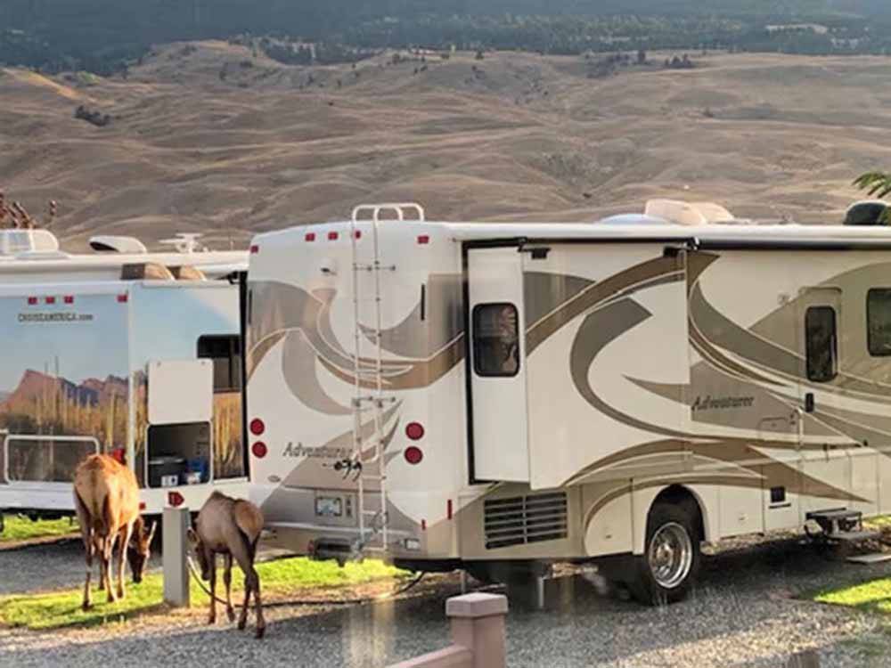 Two elks/deer grazing the grass near parked motorhomes at SUN OUTDOORS YELLOWSTONE NORTH