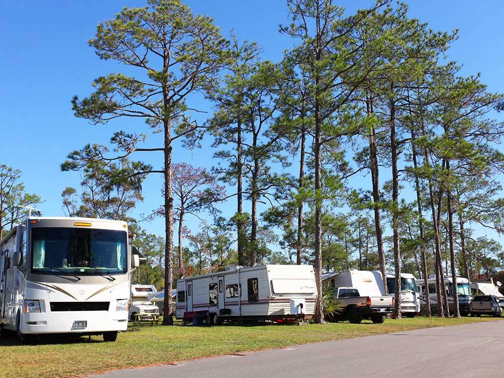 Towering trees lining RV spots at ENCORE SHERWOOD FOREST