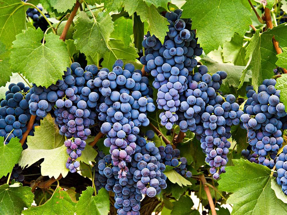 Green grapes from a vineyard near SUN & FUN RV PARK