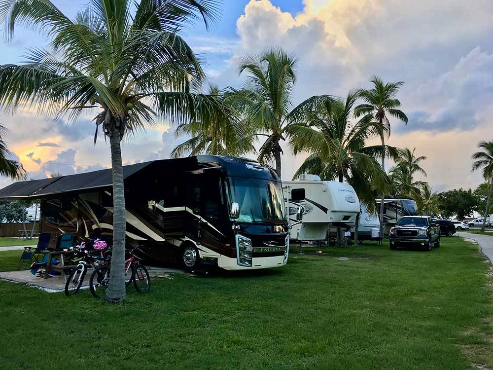 RVs in sites next to palm trees at JOLLY ROGER RV RESORT