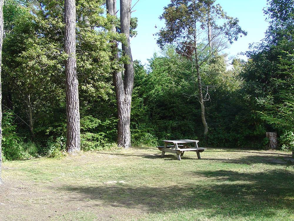 Large open grassy campsite with wooden picnic table at POMO RV PARK & CAMPGROUND