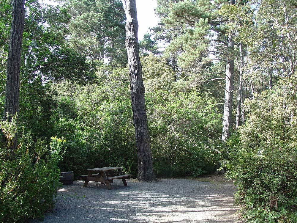 Picnic table among the trees at POMO RV PARK & CAMPGROUND