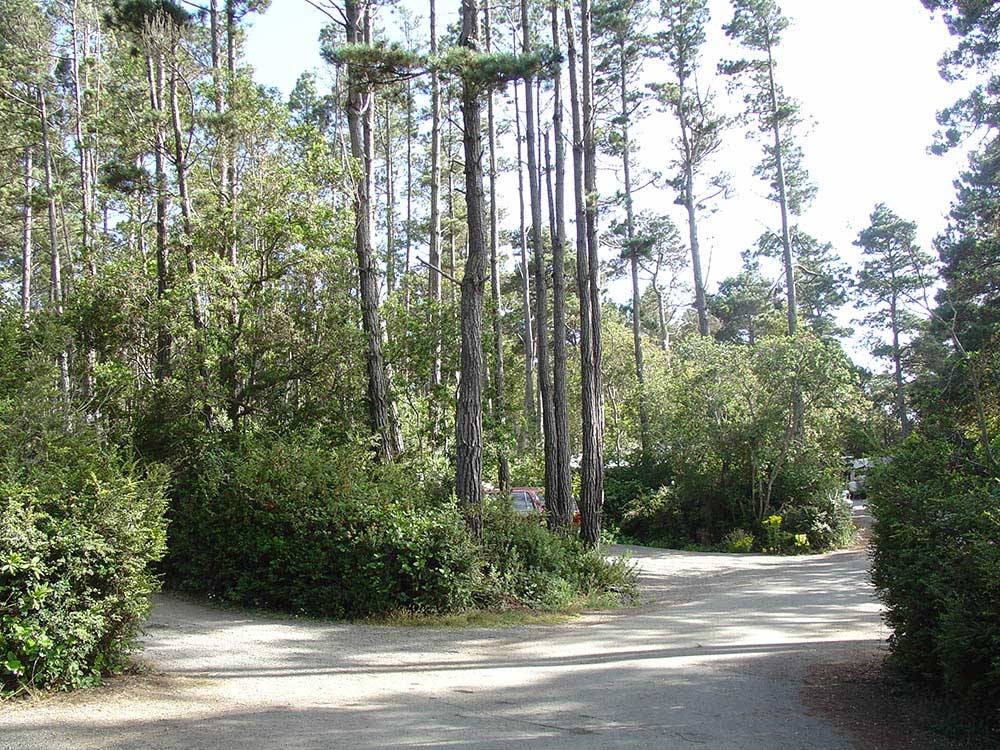 Well maintained road winding through grounds at POMO RV PARK & CAMPGROUND