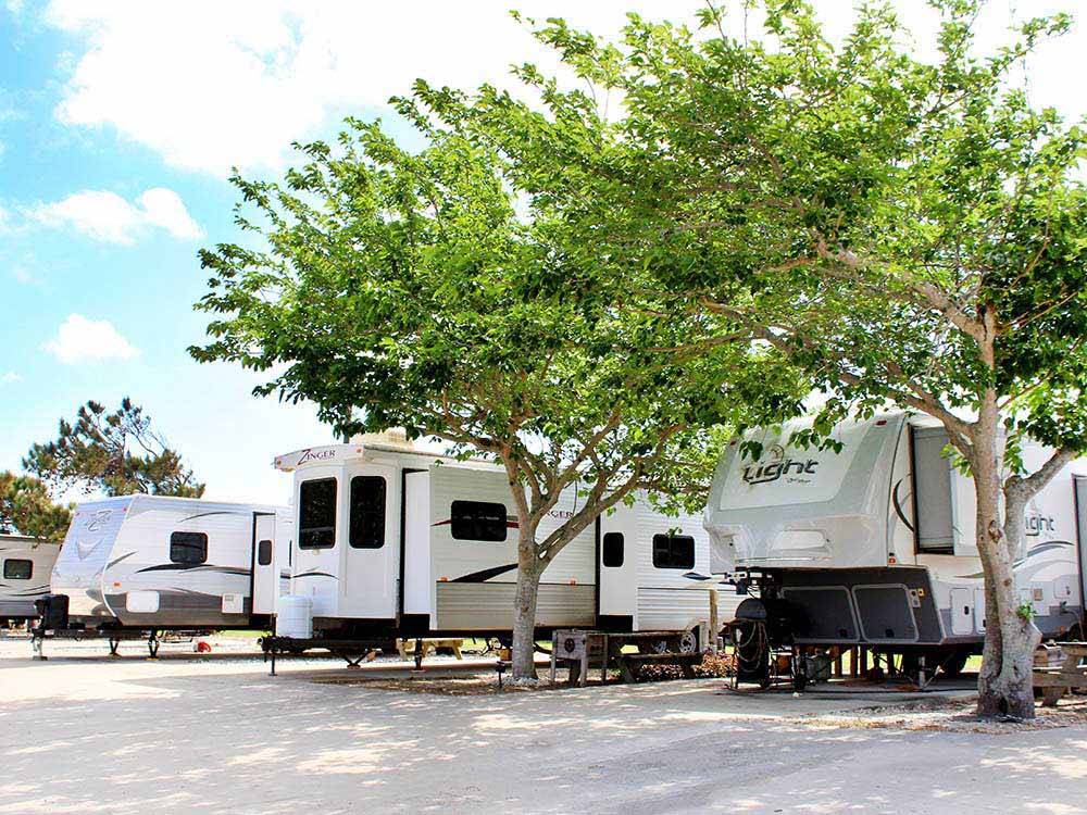 RVs parked under trees in RV sites at COLONIA DEL REY RV PARK
