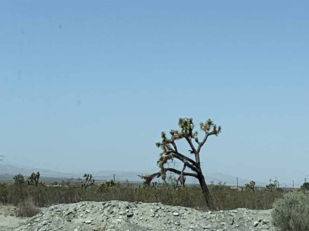 A Joshua tree in the distance at SHADY LANE RV CAMP