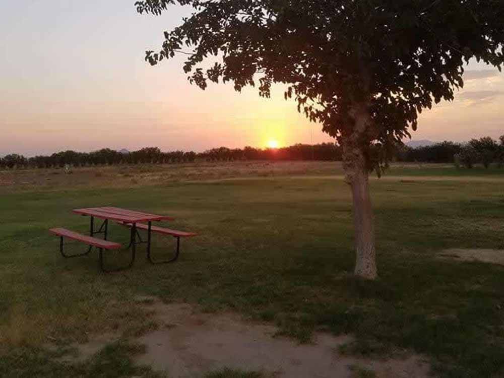 A picnic table by a tree at DESTINY RV RESORTS-MCINTYRE