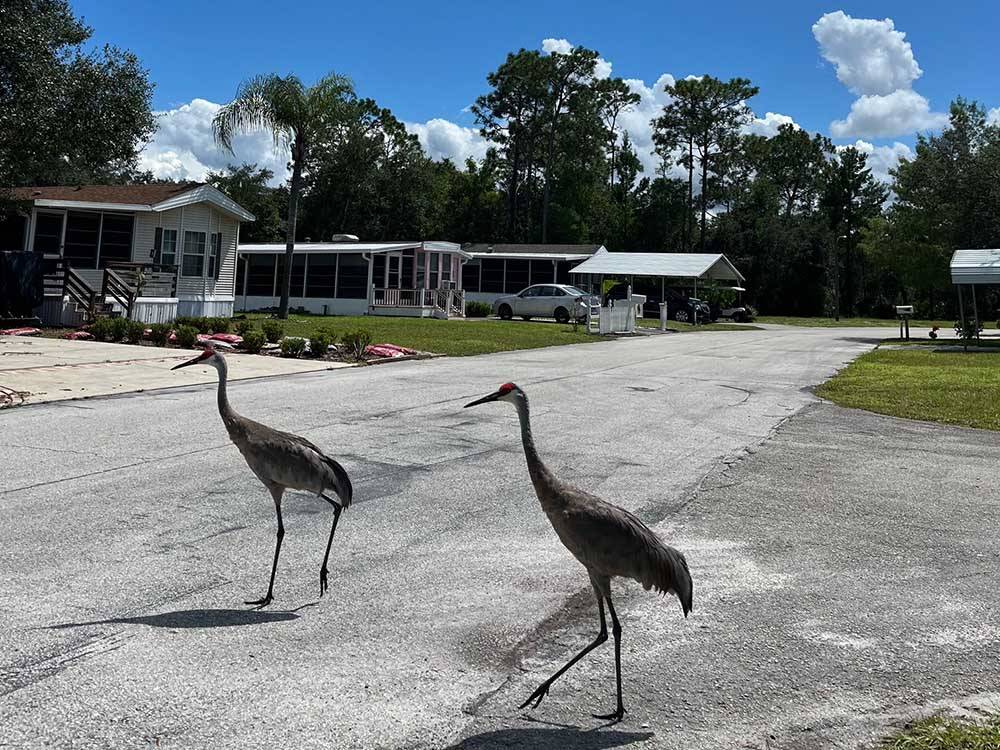 Two cranes crossing the street by the manufactured homes at JOHNSTON SPRINGS RV CAMPGROUND & STORAGE