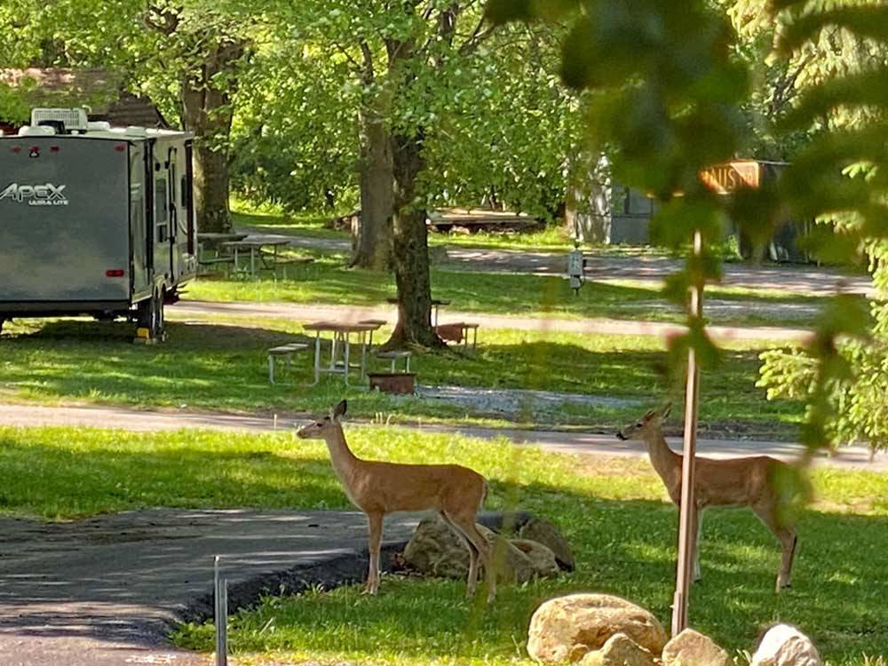 Two deer in the campground at BEAR RUN CAMPGROUND