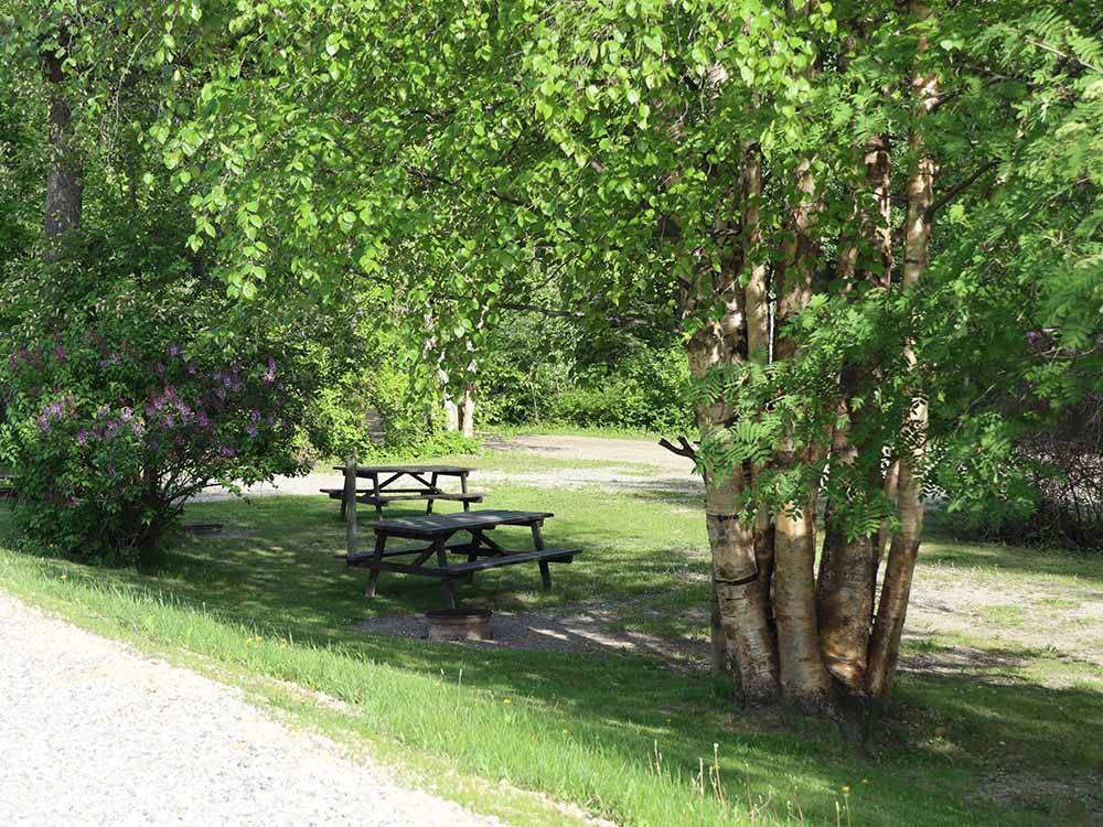 Picnic tables under some trees at GOLDEN MUNICIPAL CAMPGROUND