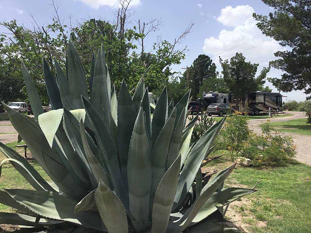 A large plant next to an RV site at FORT STOCKTON RV PARK