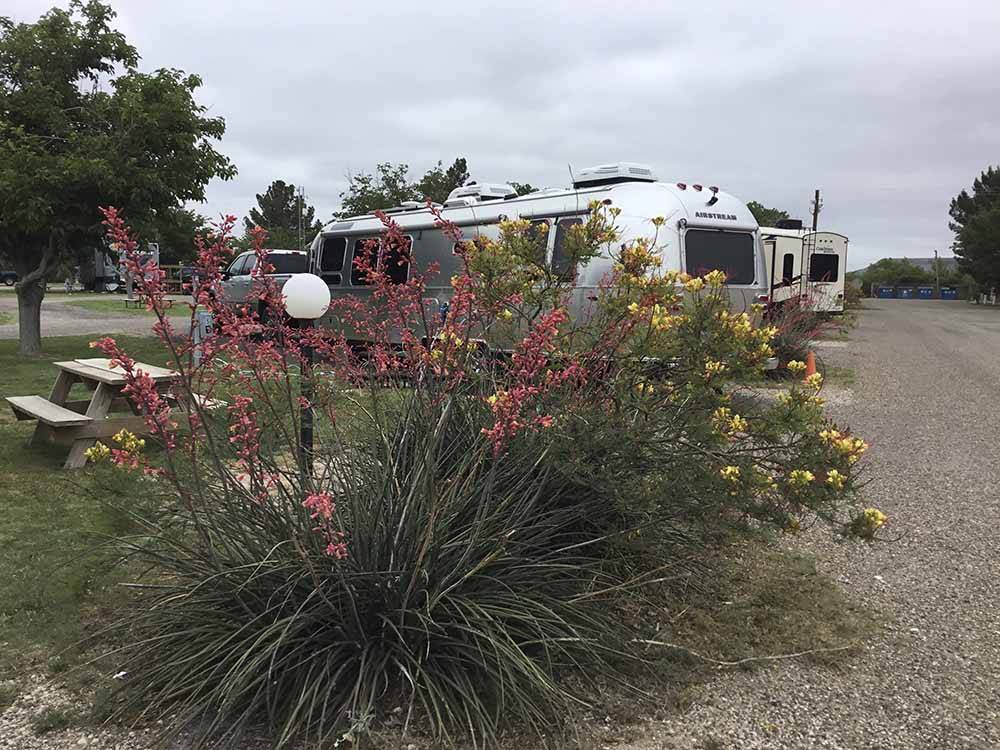 More flowers next to a row of RV sites at FORT STOCKTON RV PARK