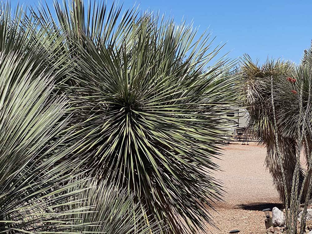 A close up of a yucca plant at TOMBSTONE RV PARK