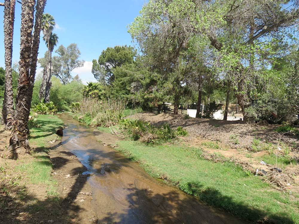 Small creek running along palm trees at RANCHO LOS COCHES RV PARK