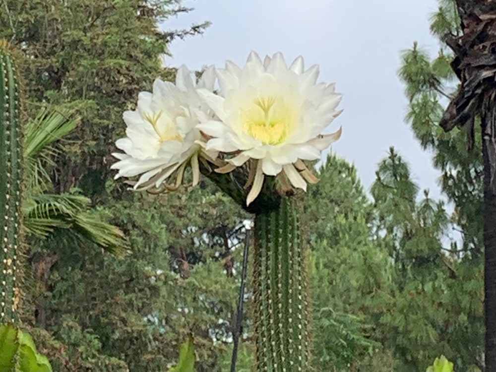 Flowers on top of a cactus at RANCHO LOS COCHES RV PARK