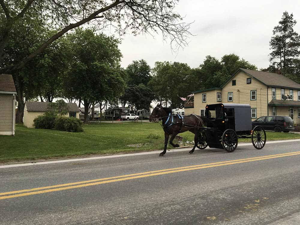 Horse and buggy at FLORY'S COTTAGES & CAMPING