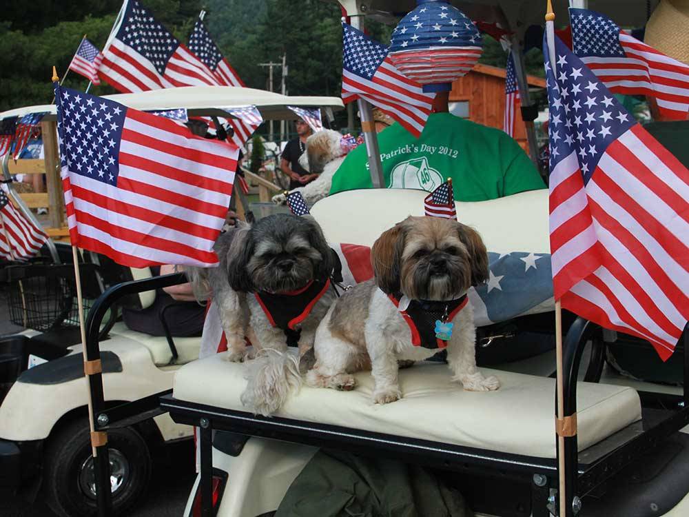 Two cute dogs on a golf cart with USA flags at KING PHILLIPS CAMPGROUND