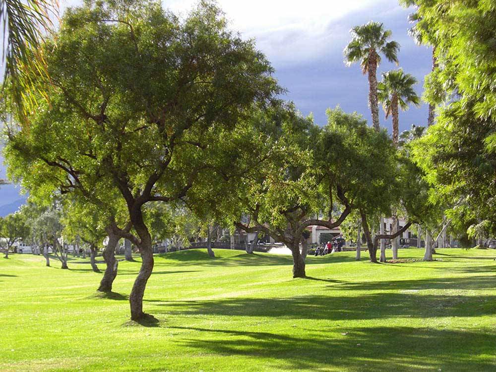 Beautifully landscaped greens of golf course at OUTDOOR RESORT PALM SPRINGS