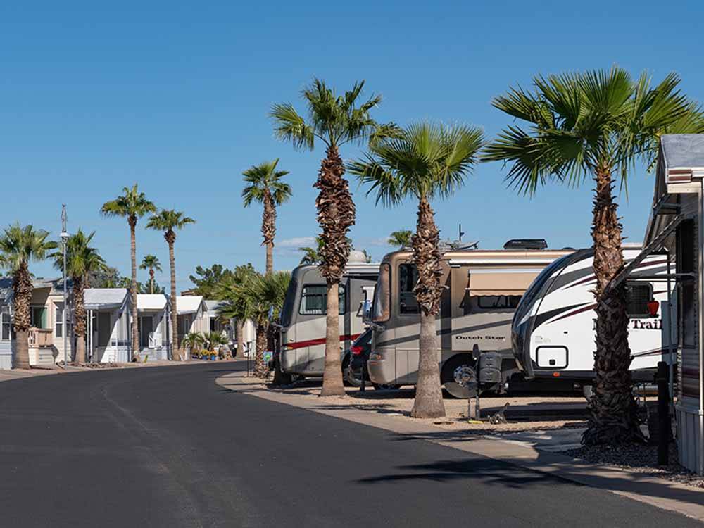 A row of palm trees next to the RV sites at SUNFLOWER RV RESORT