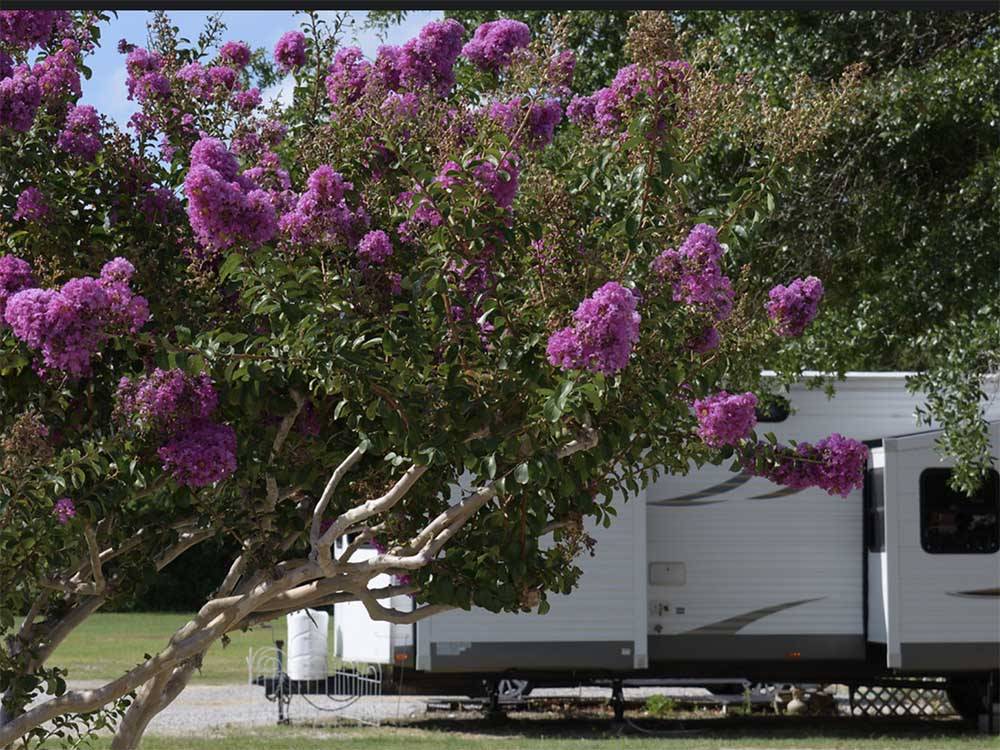 A tree with purple flowers in front of a travel trailer at CAJUN RV PARK