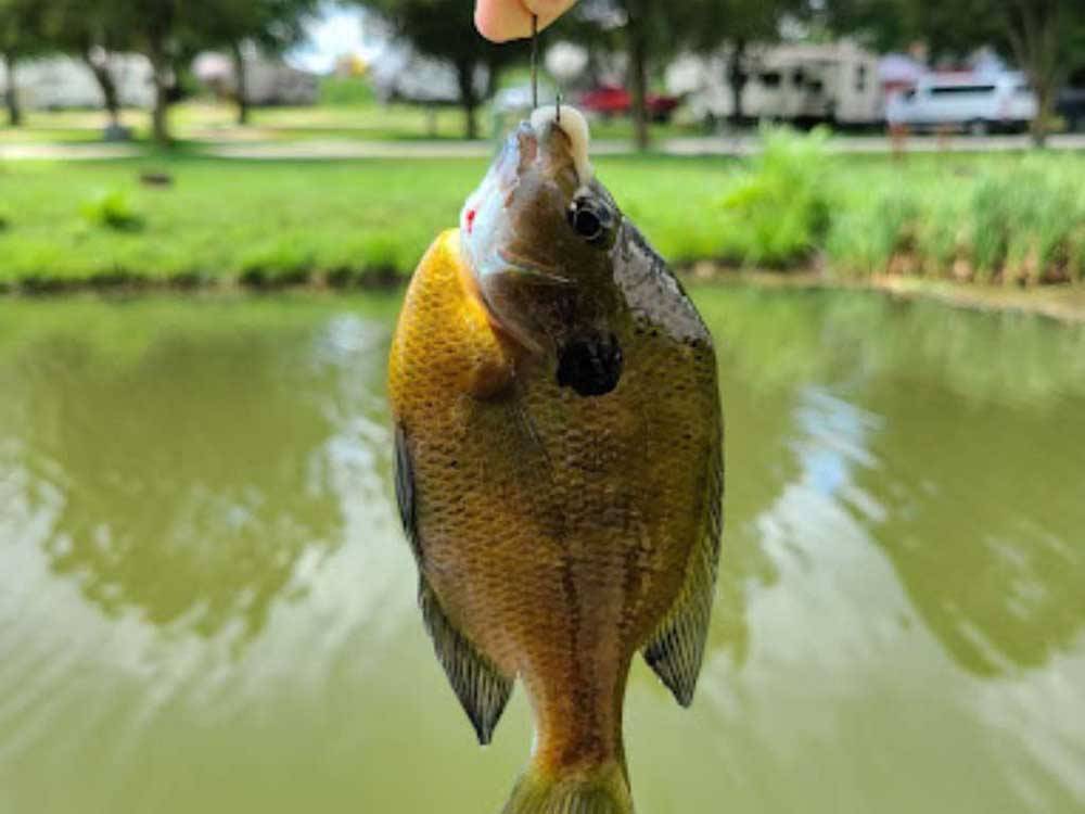 A person holding a fish that was caught at BEYONDER GETAWAY AT WHEELER LAKE