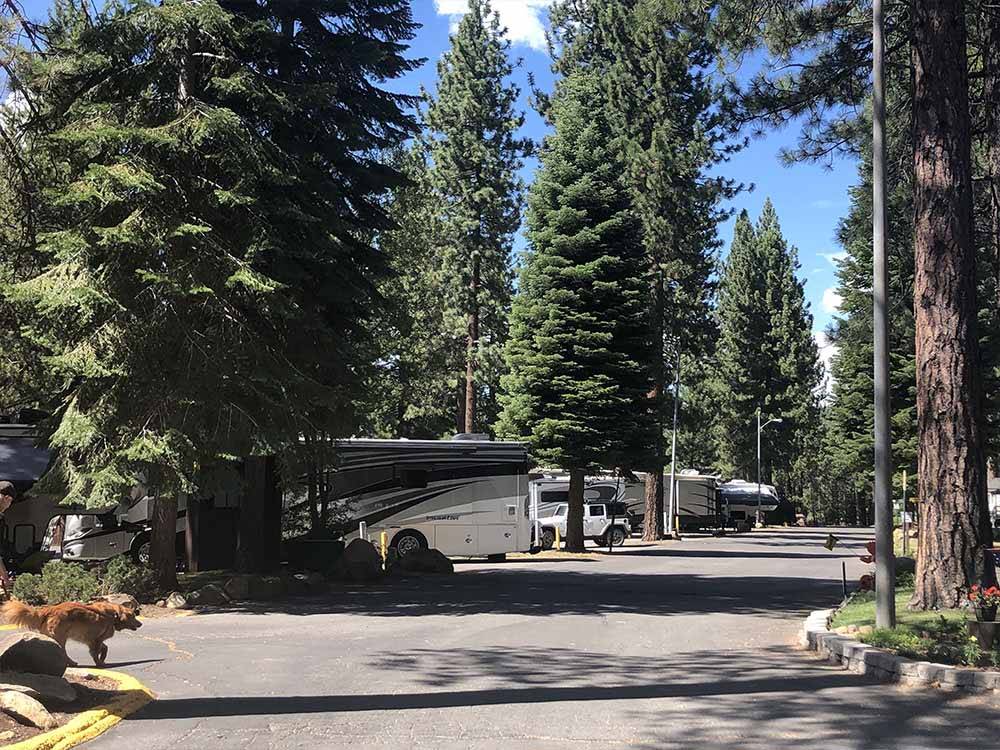 A dog checking out the RV spaces at COACHLAND RV RESORT / VILLAGE CAMP TRUCKEE
