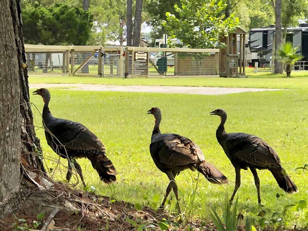 Some large birds walking along the grass at STAGECOACH RV PARK