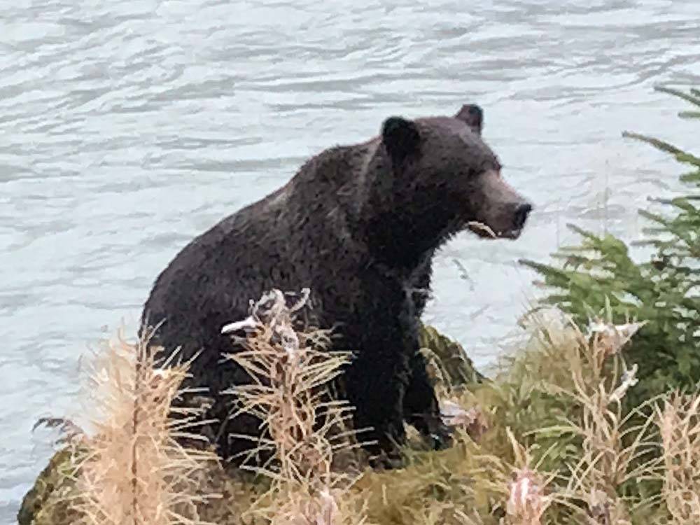 Bear standing at the bank of a river at HAINES HITCH-UP RV PARK