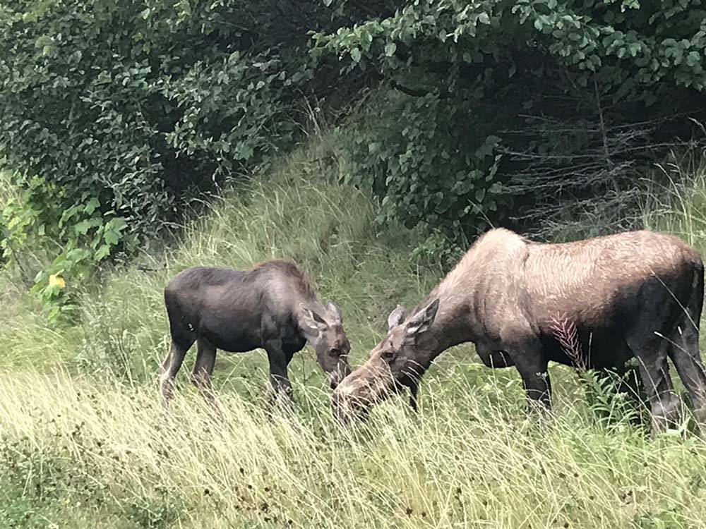 A moose and offspring graze in tall grass at HAINES HITCH-UP RV PARK