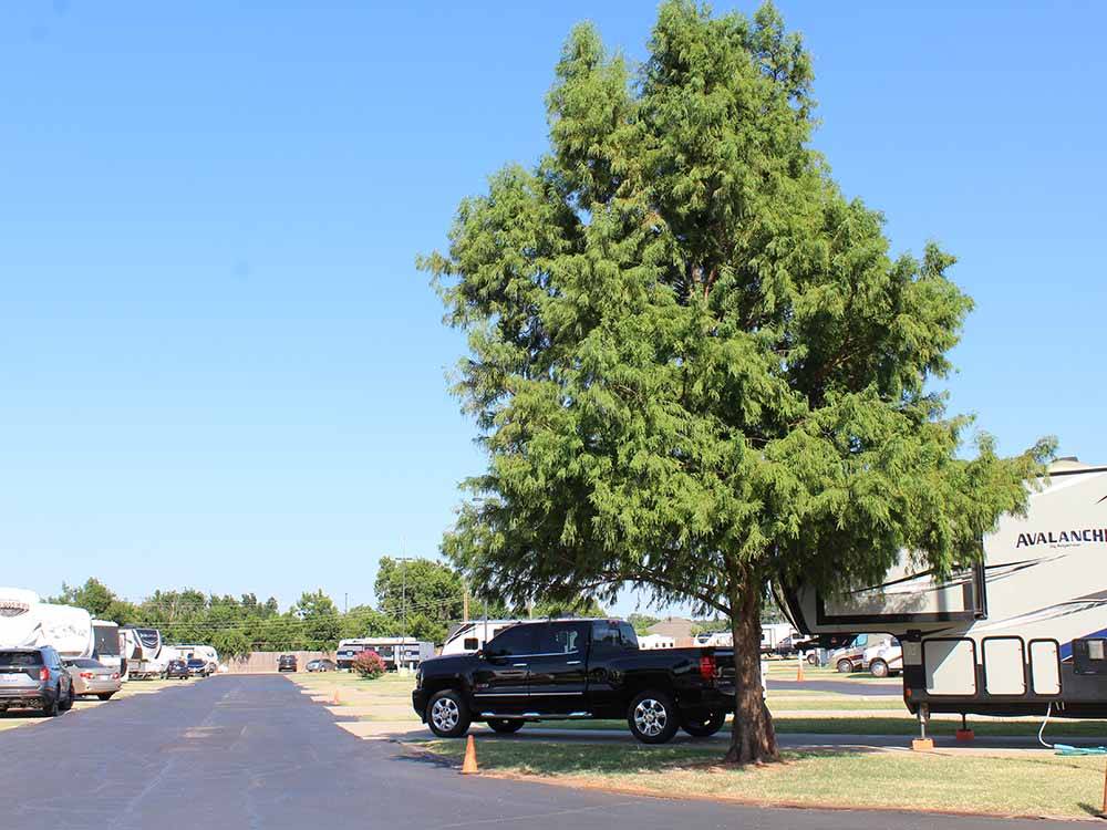 A large tree by a RV site at ROADRUNNER RV PARK