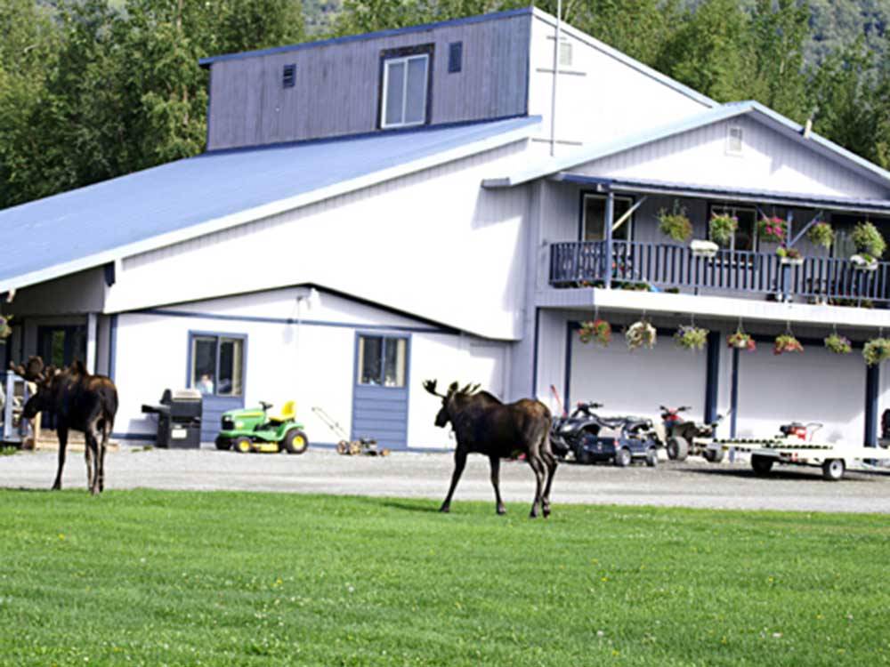 Moose walking the grounds at MOUNTAIN VIEW RV PARK