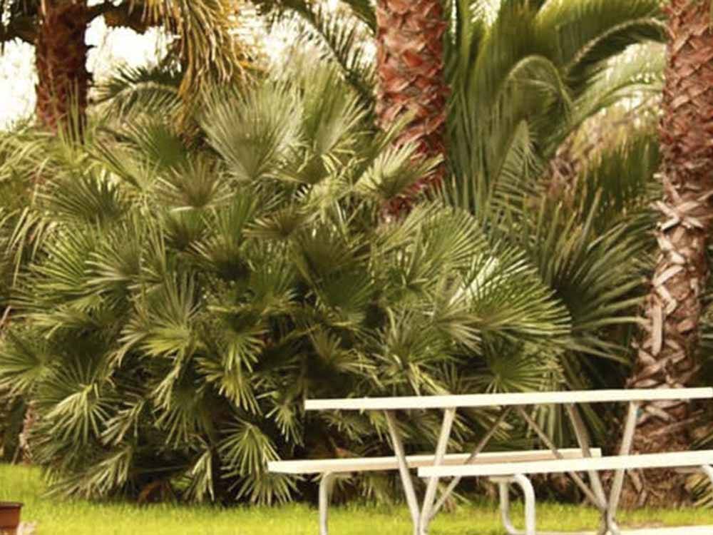 A picnic bench by palm trees at VENTURA BEACH RV RESORT