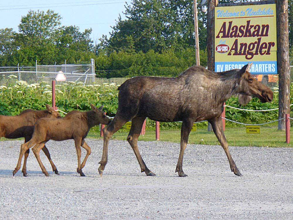 Adult moose with her two young calves at ALASKAN ANGLER RV RESORT & CABINS
