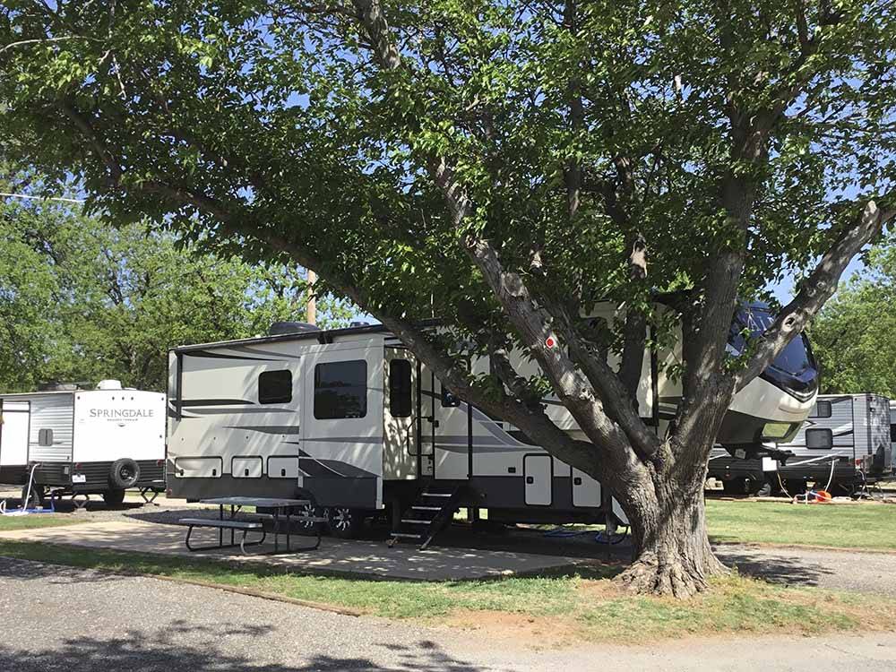 A tree at one of the RV sites at WICHITA FALLS RV PARK