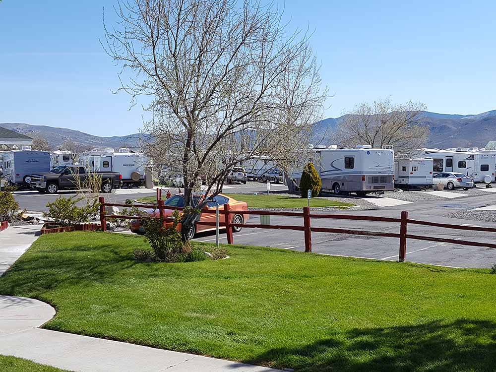 A grassy area with a tree at SILVER CITY RV RESORT