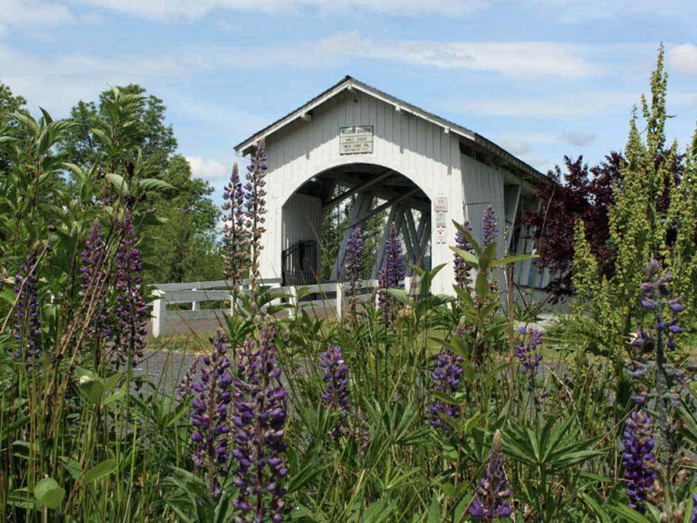 Purple flowers in foreground of wooden bridge over creek at BLUE OX RV PARK
