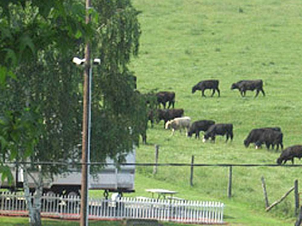 Cows grazing at FORT CHISWELL RV PARK