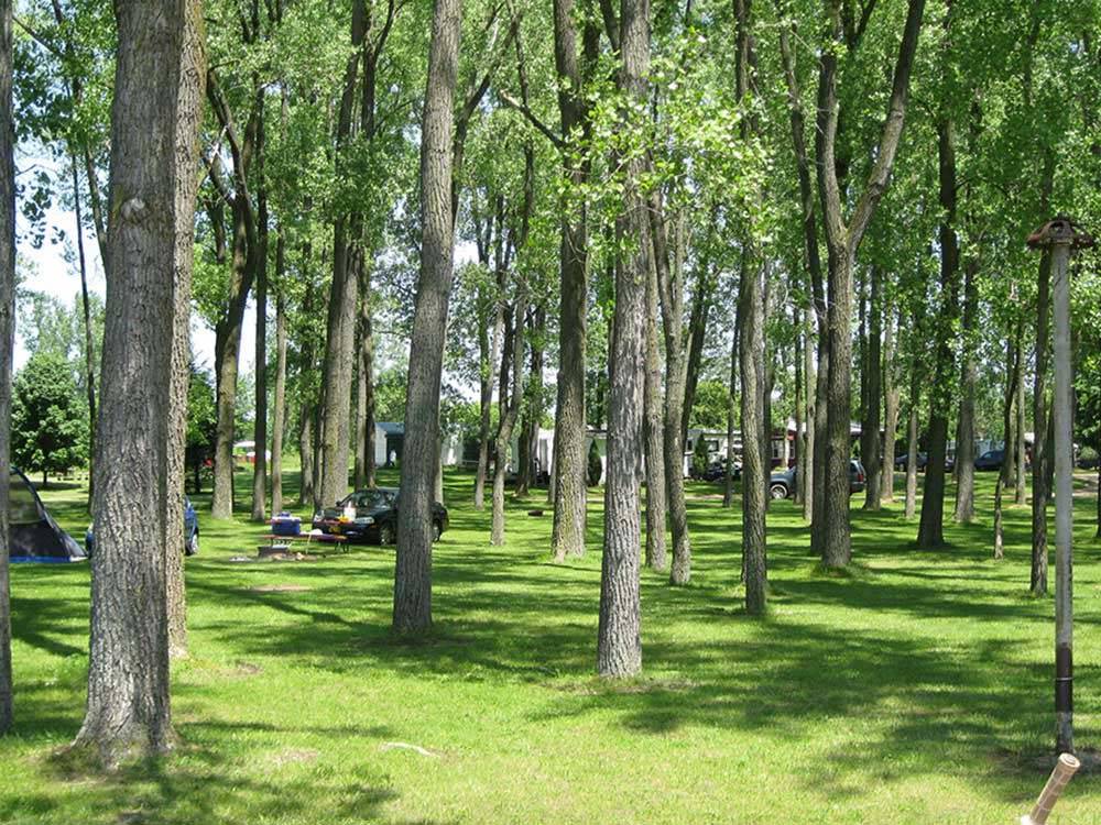 Cars parked on the grass between tall trees at NIAGARA COUNTY CAMPING RESORT