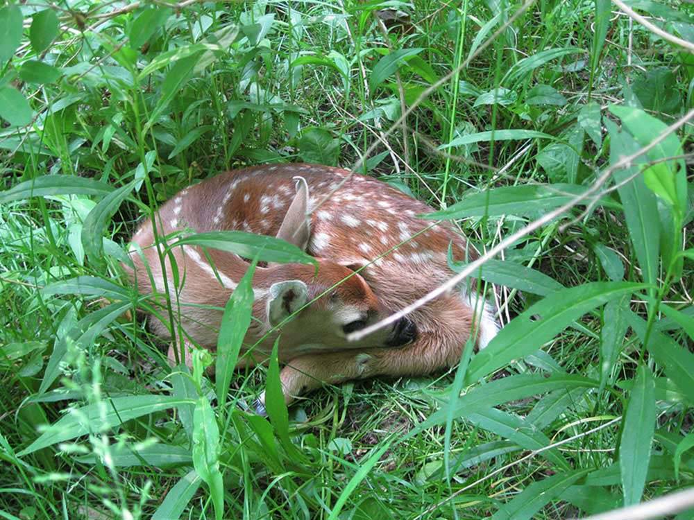 A deer sleeping in the grass at NIAGARA COUNTY CAMPING RESORT