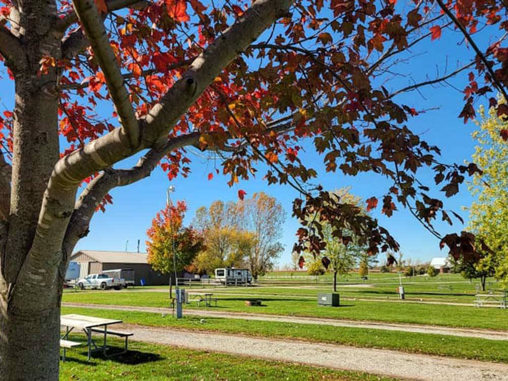 Trees displaying fall colors at AMANA RV PARK & EVENT CENTER