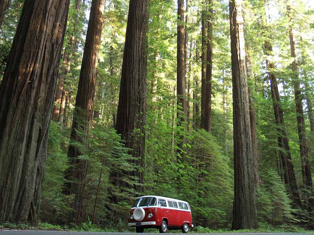 A VW bus driving alongside of redwood trees at RIVERWALK RV PARK & CAMPGROUND