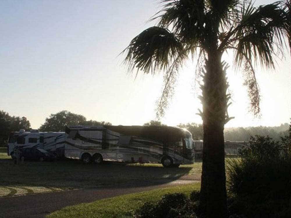 RVs and palm tree with sun shining at OCALA SUN RV RESORT