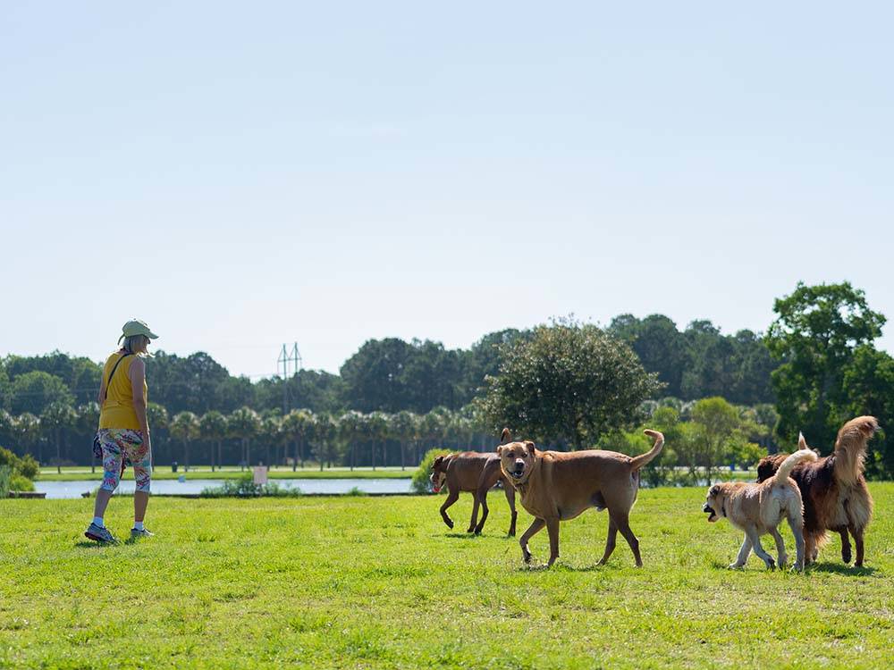 Woman strolls on lawn with four dogs at THE CAMPGROUND AT JAMES ISLAND COUNTY PARK