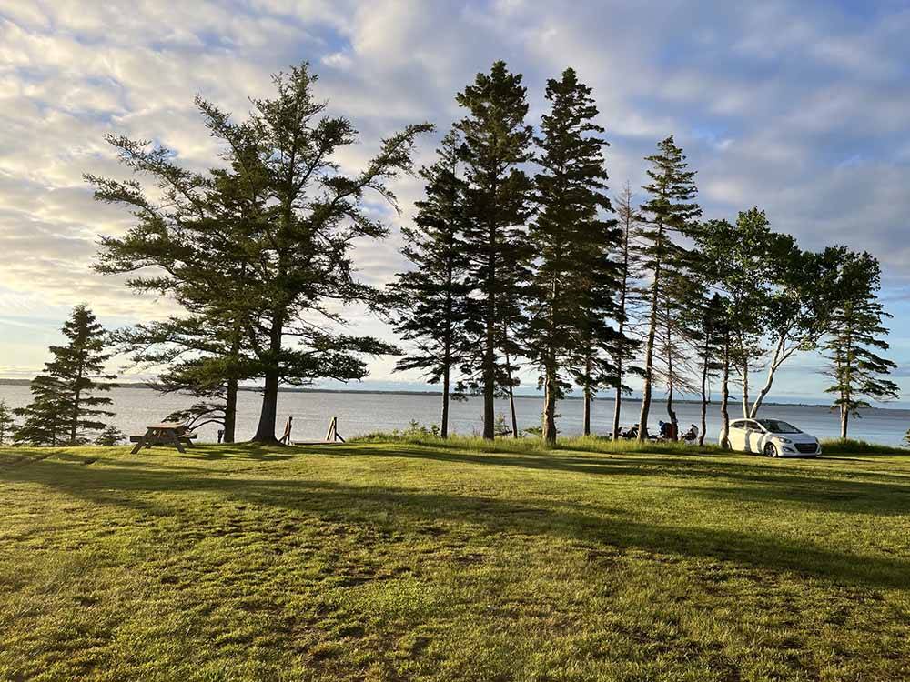 A row of trees by the water at CAMPING COLIBRI BY THE SEA