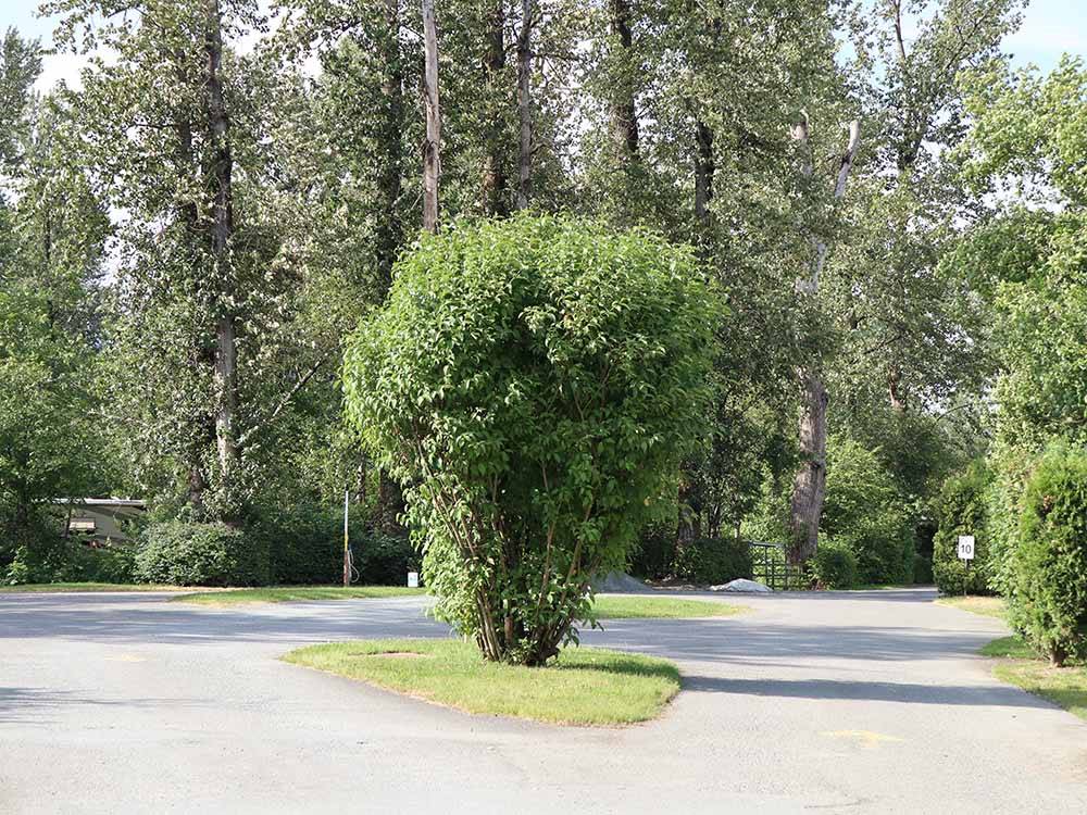 A bush in the middle of a roadway at COTTONWOOD MEADOWS RV COUNTRY CLUB